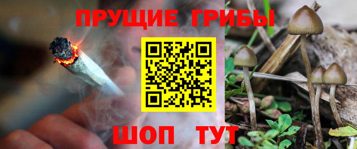 Псилоцибиновые грибы Psilocybe Лабытнанги
